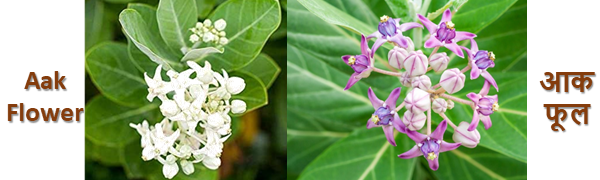 aakflower