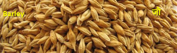 barley