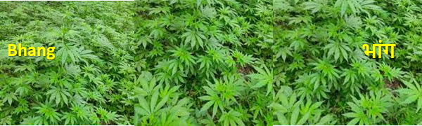 bhang