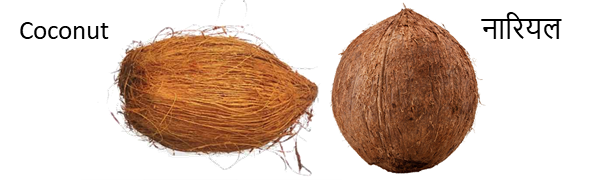 coconut