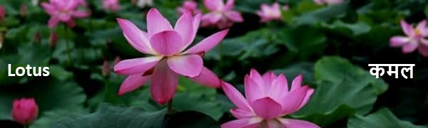 lotus