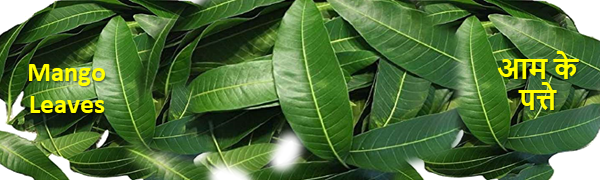 mangoleave